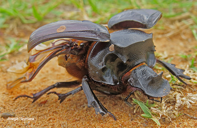 Heliocopris japetus