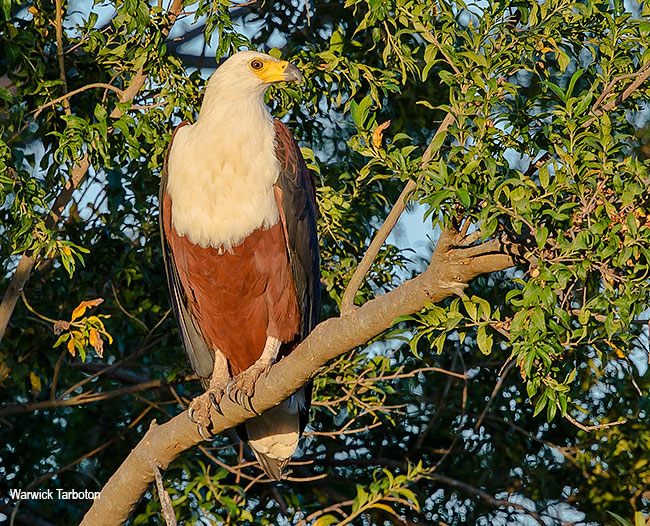 African Fish Eagle