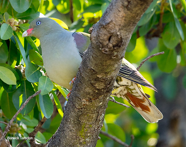 African Green Pigeon