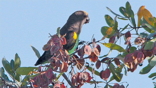 Meyer's Parrot