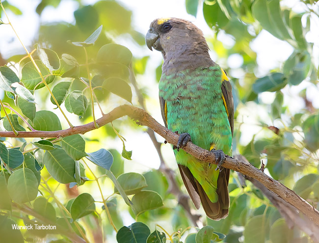 Meyer's Parrot