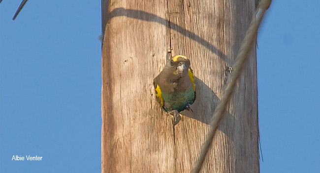 Meyer's Parrot