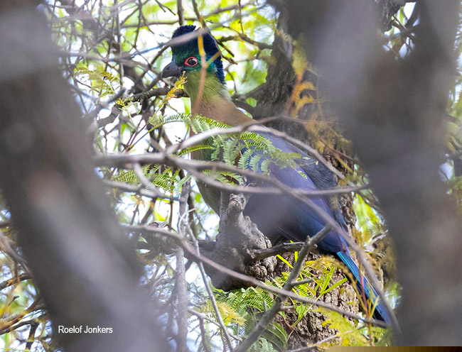 Purple-crested Turaco