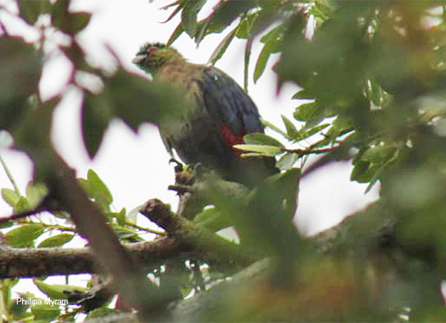 Purple-crested Turaco