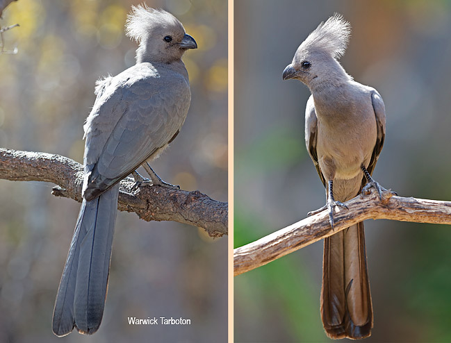 Grey Go-away-bird