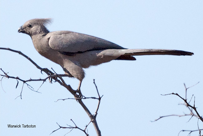 Grey go-away-bird