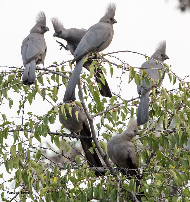 Grey Go-away-bird