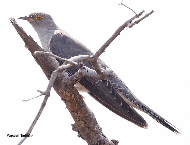 Common Cuckoo