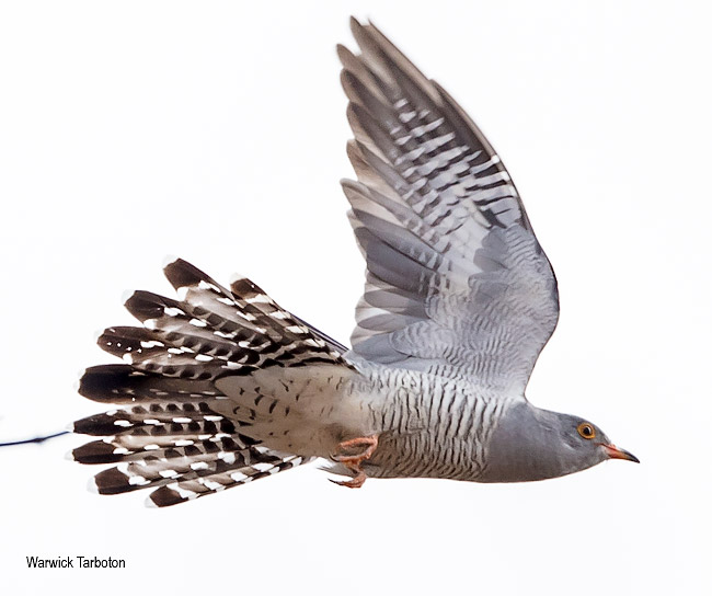 African Cuckoo