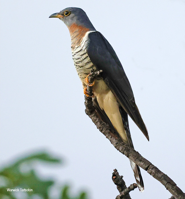 Red-chested Cuckoo