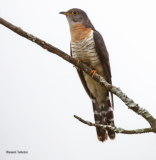 Red-chested Cuckoo