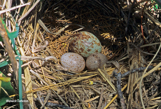 Red-chested Cuckoo egg