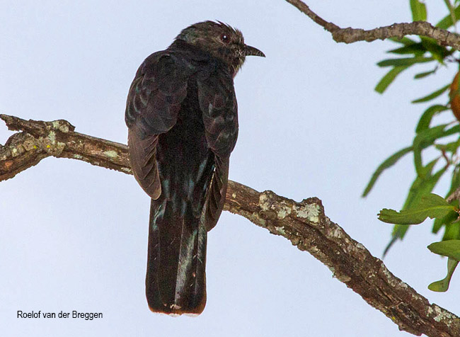 Black Cuckoo