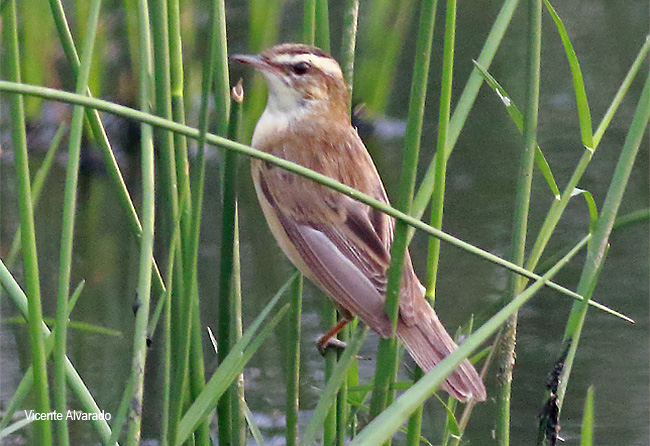 Sedge Warbler
