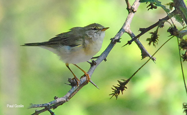 Willow Warbler