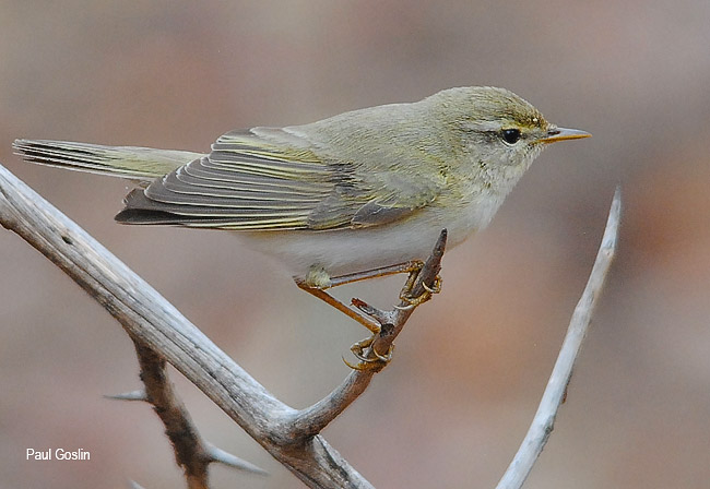 Willow Warbler