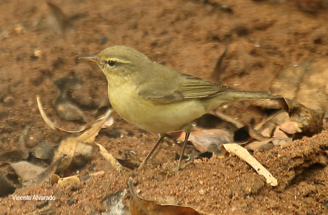 Willow Warbler