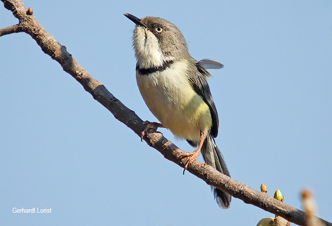 Bar-throated Apalis