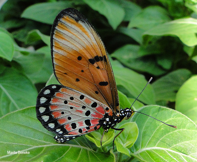 Stephenia natalica