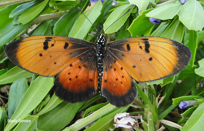 Stephenia natalica