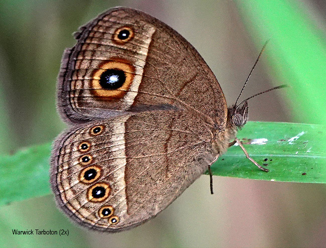 Brakefieldia perspicua perspicua