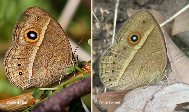 Brakefieldia perspicua