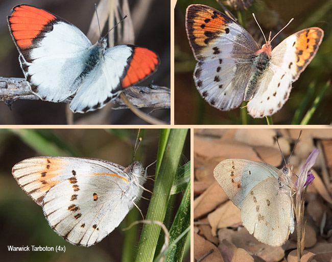 Colotis annae annae