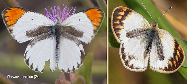 Colotis antevippe gavisa