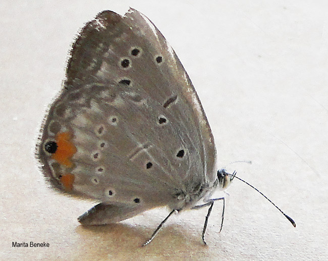 Cupidopsis cissus cissus