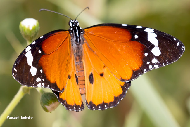 Danaus chrysippus