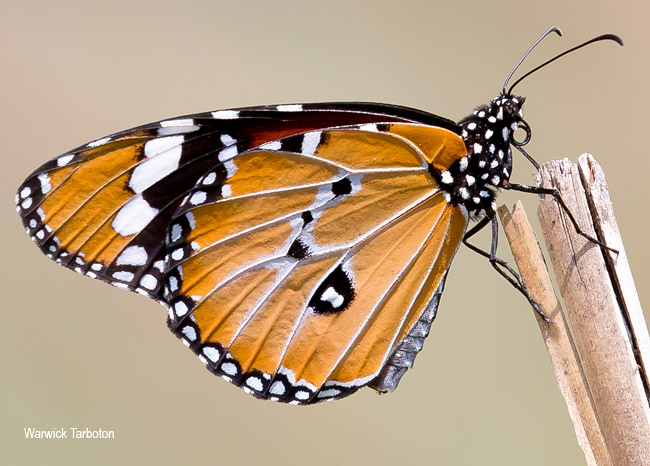 Danaus chrysippus