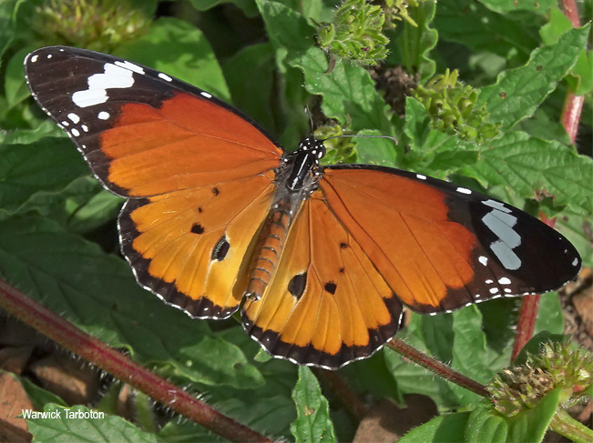 Danaus chrysippus