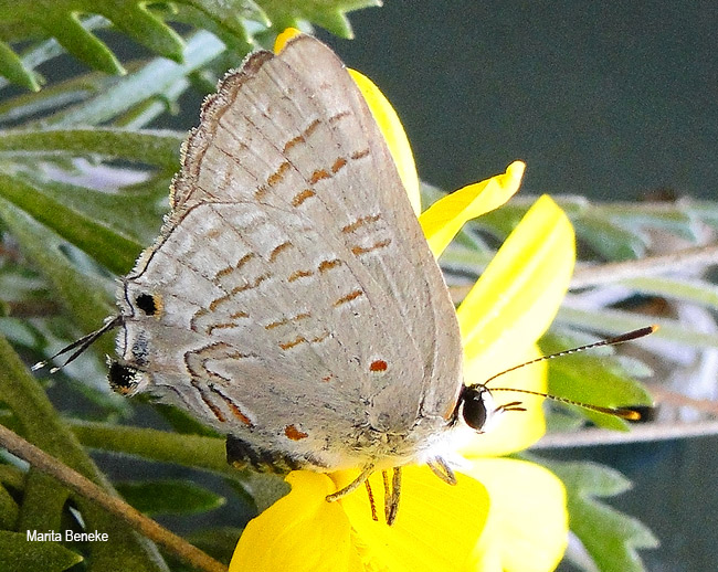 Deudorix antalus