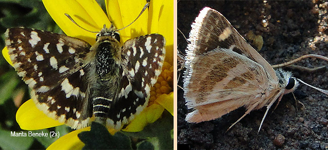 Spialia dromus ferax