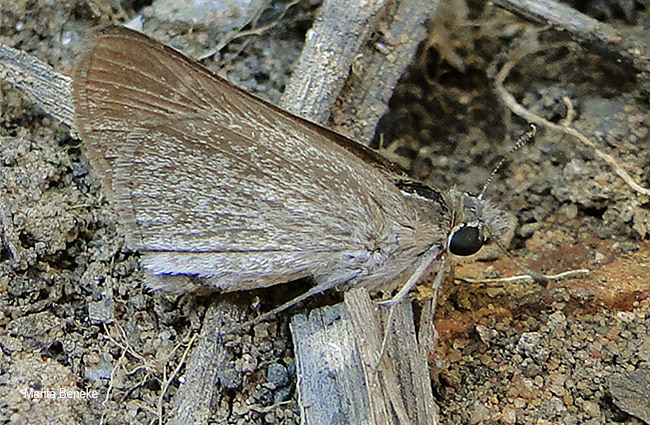 Gegenes pumilio gambica