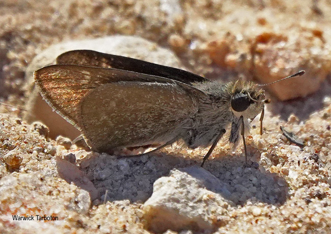 Gegenes pumilio gambica