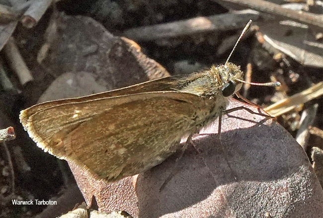 Gegenes pumilio gambica