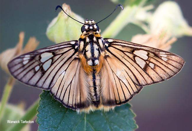 Abantis venosa