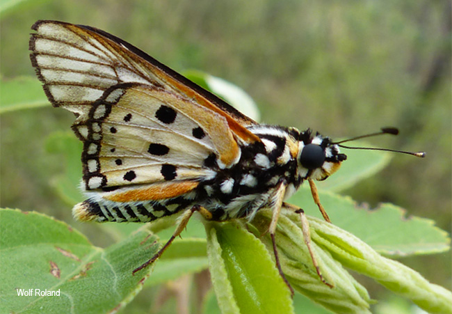 Abantis tettensis