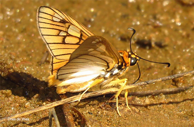 Abantis venosa