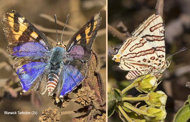 Cigaritis natalensis