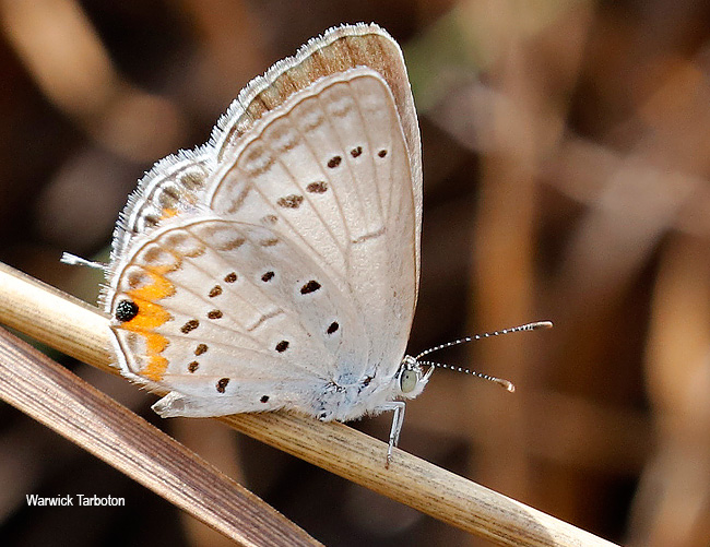 Cupidopsis cissus cissus
