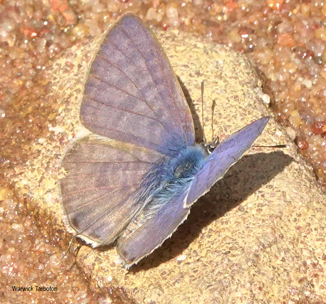 Leptotes pirithous pirithous