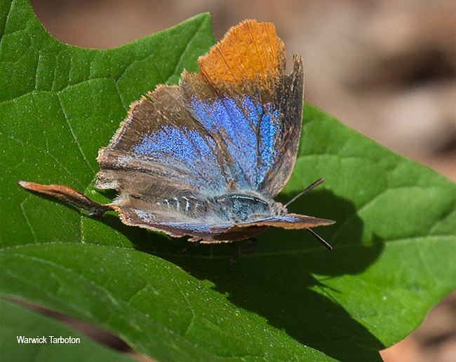 Myrina silenus ficedula