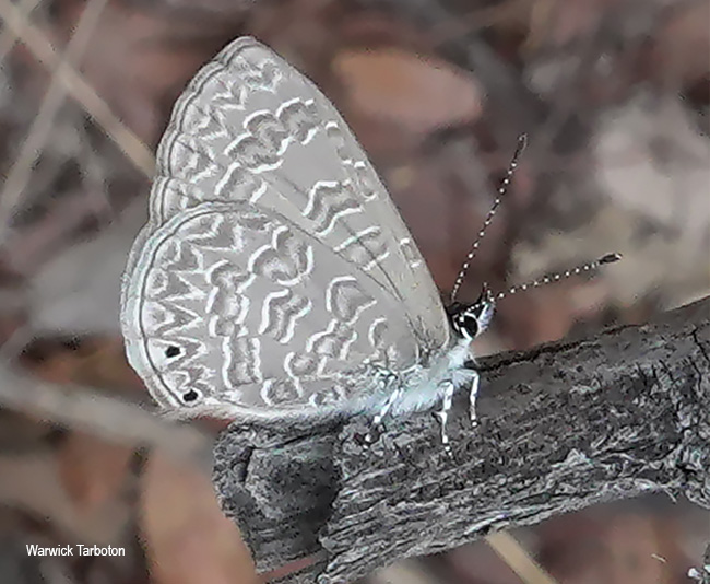 Pseudonacaduba sichela sichela