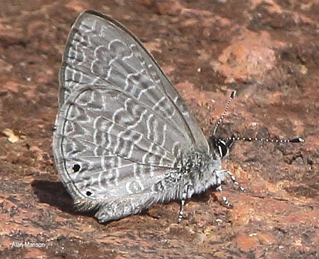 Pseudonacaduba sichela sichela