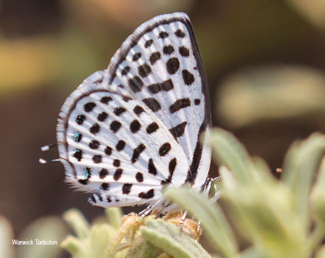 Tarucus sybaris