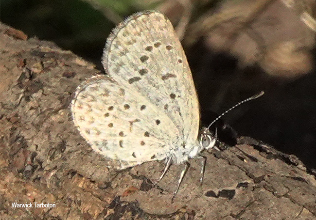 Zizeeria knysna knysna