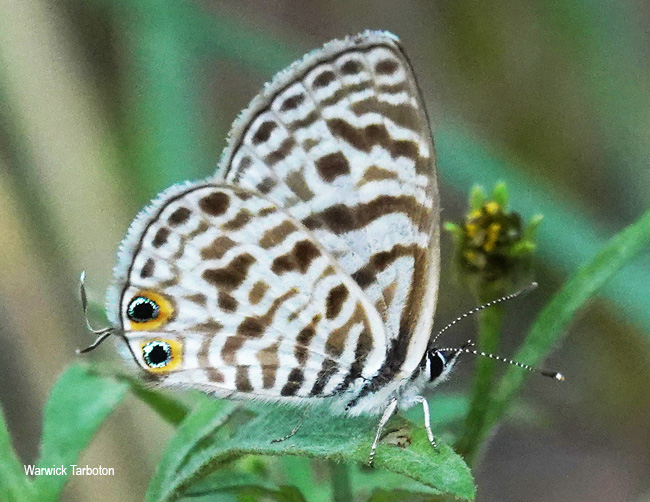 Leptotes pirithous pirithous