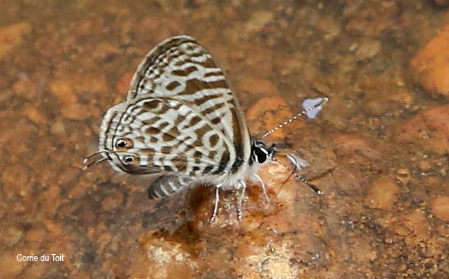Leptotes pirithous pirithous